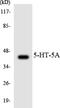 5-Hydroxytryptamine Receptor 5A antibody, LS-C200062, Lifespan Biosciences, Western Blot image 