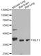 Myeloid Leukemia Factor 1 antibody, LS-C748382, Lifespan Biosciences, Western Blot image 