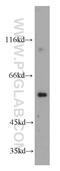 Copine Family Member 9 antibody, 20098-1-AP, Proteintech Group, Western Blot image 