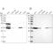 Quinone oxidoreductase PIG3 antibody, NBP1-87274, Novus Biologicals, Western Blot image 
