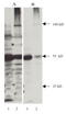 Nitrotyrosine antibody, AM05341PU-N, Origene, Western Blot image 