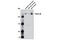 Plexin A2 antibody, 6896S, Cell Signaling Technology, Western Blot image 