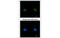 BRCA2 And CDKN1A Interacting Protein antibody, MBS837598, MyBioSource, Immunofluorescence image 