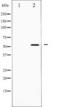 Interferon Regulatory Factor 3 antibody, TA325570, Origene, Western Blot image 