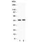 ARRB2 antibody, R30943, NSJ Bioreagents, Western Blot image 