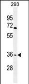 Olfactory Receptor Family 4 Subfamily F Member 15 antibody, PA5-71521, Invitrogen Antibodies, Western Blot image 