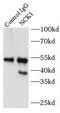 NCK Adaptor Protein 1 antibody, FNab05583, FineTest, Immunoprecipitation image 