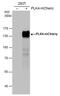 mCherry Tag  antibody, PA5-34974, Invitrogen Antibodies, Western Blot image 