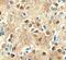 L1 Cell Adhesion Molecule antibody, AF277, R&D Systems, Immunohistochemistry paraffin image 