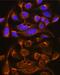 Complement Factor Properdin antibody, GTX53957, GeneTex, Immunofluorescence image 