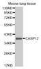 Caspase 12 (Gene/Pseudogene) antibody, MBS125839, MyBioSource, Western Blot image 