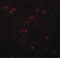 Zinc finger protein 536 antibody, LS-B5056, Lifespan Biosciences, Immunofluorescence image 