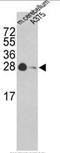 Tyrosine 3-Monooxygenase/Tryptophan 5-Monooxygenase Activation Protein Gamma antibody, AP17847PU-N, Origene, Western Blot image 