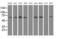 Butyrophilin Subfamily 1 Member A1 antibody, MA5-25201, Invitrogen Antibodies, Western Blot image 