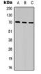 Spindle Apparatus Coiled-Coil Protein 1 antibody, LS-C368569, Lifespan Biosciences, Western Blot image 