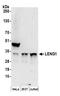 Leukocyte Receptor Cluster Member 1 antibody, A304-715A, Bethyl Labs, Western Blot image 