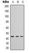 Cell adhesion molecule 3 antibody, abx133680, Abbexa, Western Blot image 