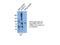 RUN And FYVE Domain Containing 1 antibody, 13498-1-AP, Proteintech Group, Immunoprecipitation image 