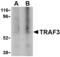 CRAF1 antibody, TA306249, Origene, Western Blot image 