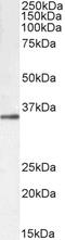 G Protein Subunit Beta 3 antibody, TA355100, Origene, Western Blot image 