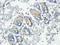 Brain Derived Neurotrophic Factor antibody, orb251616, Biorbyt, Immunohistochemistry paraffin image 