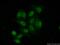 NFKB Inhibitor Zeta antibody, 14014-1-AP, Proteintech Group, Immunofluorescence image 