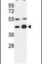 COP9 Signalosome Subunit 3 antibody, PA5-15026, Invitrogen Antibodies, Western Blot image 