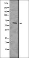 Serine/threonine-protein kinase LATS2 antibody, orb336603, Biorbyt, Western Blot image 