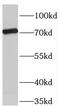 T-Box 2 antibody, FNab08536, FineTest, Western Blot image 