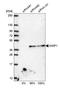 Aminoacyl TRNA Synthetase Complex Interacting Multifunctional Protein 1 antibody, HPA018476, Atlas Antibodies, Western Blot image 