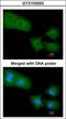 RHG04 antibody, GTX103253, GeneTex, Immunofluorescence image 