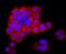 Lipocalin 2 antibody, NBP2-66935, Novus Biologicals, Immunocytochemistry image 