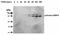 Gelatinase B antibody, TA336901, Origene, Western Blot image 