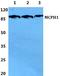 Microcephalin 1 antibody, A02666-1, Boster Biological Technology, Western Blot image 