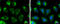 Malate dehydrogenase, mitochondrial antibody, GTX105870, GeneTex, Immunofluorescence image 