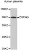 Zinc Finger Protein 549 antibody, abx006483, Abbexa, Western Blot image 