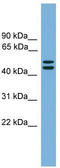 Golgi reassembly-stacking protein 1 antibody, TA344656, Origene, Western Blot image 