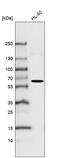 FUT4 antibody, AMAb91416, Atlas Antibodies, Western Blot image 