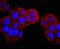 S100 Calcium Binding Protein P antibody, A01963-1, Boster Biological Technology, Immunocytochemistry image 