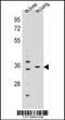 Potassium Channel Regulator antibody, 56-079, ProSci, Western Blot image 
