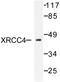 DNA repair protein XRCC4 antibody, AP06483PU-N, Origene, Western Blot image 