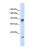 Pleckstrin And Sec7 Domain Containing 3 antibody, NBP1-55338, Novus Biologicals, Western Blot image 