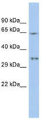 MIF4G domain-containing protein antibody, TA343898, Origene, Western Blot image 