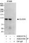 Clock Circadian Regulator antibody, A302-617A, Bethyl Labs, Immunoprecipitation image 