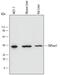 Fructose-Bisphosphatase 1 antibody, AF7285, R&D Systems, Western Blot image 