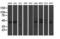 DExD-Box Helicase 39B antibody, LS-B12960, Lifespan Biosciences, Western Blot image 