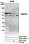 Spermatogenesis Associated Serine Rich 2 Like antibody, A305-152A, Bethyl Labs, Immunoprecipitation image 