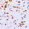 CUGBP Elav-Like Family Member 1 antibody, LS-C353283, Lifespan Biosciences, Immunohistochemistry frozen image 