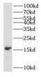 Cyclin Dependent Kinase Inhibitor 2D antibody, FNab06065, FineTest, Western Blot image 