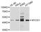 Myogenic Differentiation 1 antibody, A0671, ABclonal Technology, Western Blot image 
